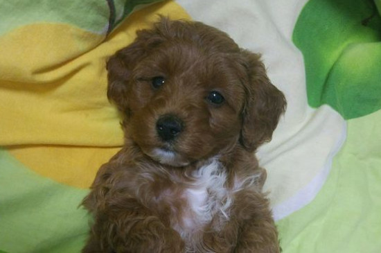 泰迪对主人撒娇的表现,泰迪撒娇时的4种行为