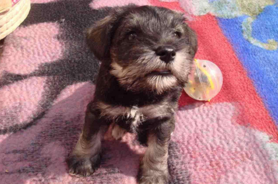 雪纳瑞幼犬如何喂养,小雪纳瑞的饲养方法