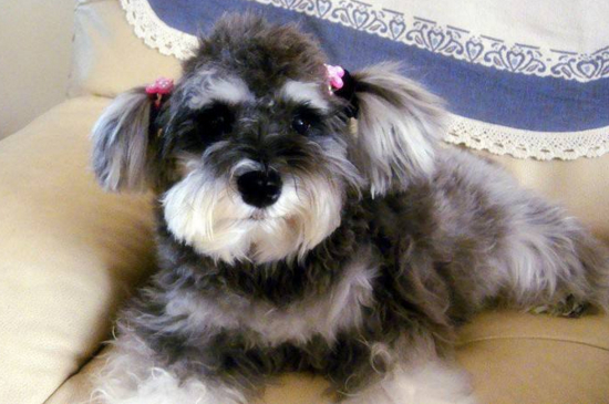 雪纳瑞幼犬如何喂养,小雪纳瑞的饲养方法