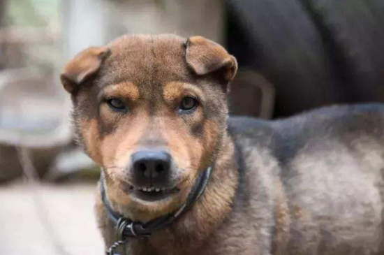 中华田园犬咬人征兆,龇牙咧嘴地冲你大叫