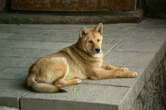 中华田园犬咬人征兆,龇牙咧嘴地冲你大叫