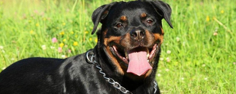 狗狗拉血便精神很好怎么回事