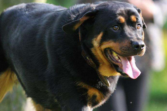 狗狗拉血便精神很好怎么回事