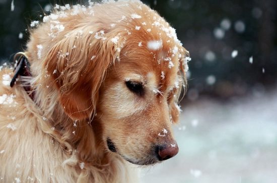 大巴可以托运狗狗吗