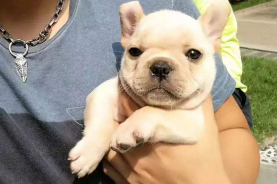 法斗发抖是什么原因