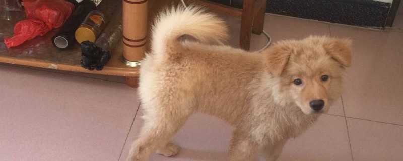 备孕期间可以养狗吗