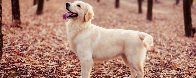 金毛换主人后的表现