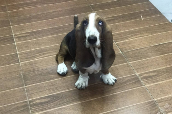 比熊犬吃什么比较好