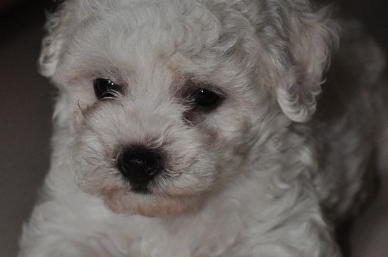 比熊犬吃什么比较好