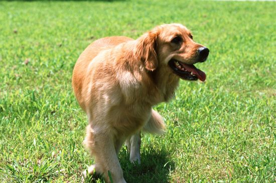 金毛狗怎么训练,让金毛听话的三种训练方法