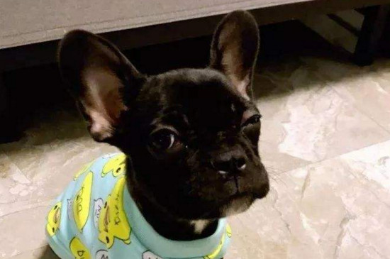 泰迪狗狗有泪痕怎么办