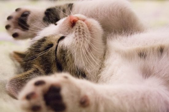 猫吃一点巧克力怎么办