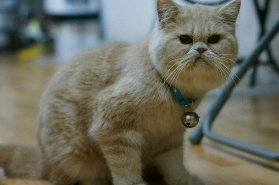 猫肚子一侧有硬块