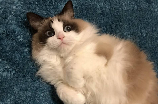 猫肚子一侧有硬块