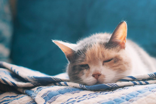 猫肚子有虫的症状