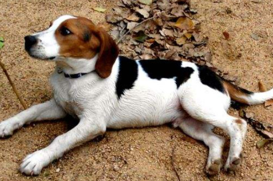 比格犬掉毛吗,掉毛不多但要少吃盐多刷毛