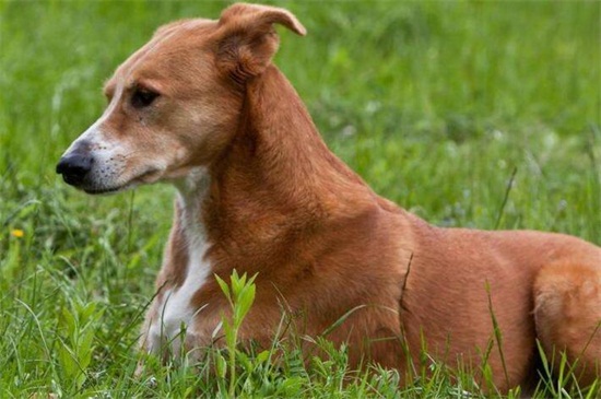 狗抓伤要打针吗,若狗没接种疫苗就需要打狂犬疫苗