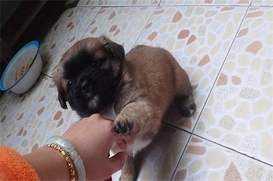 幼犬狗狗肺炎能治好吗,及时就医注意养护可尽快治愈