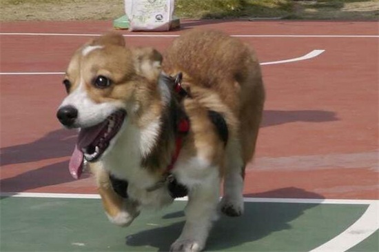 幼犬狗狗肺炎能治好吗,及时就医注意养护可尽快治愈
