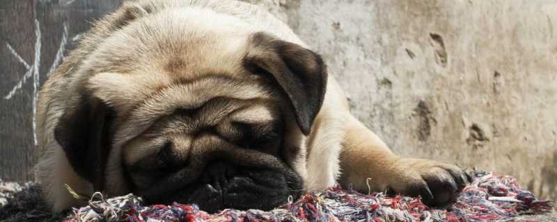 狗狗吐白水是怎么回事