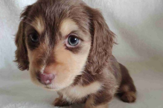 狗狗吐白水是怎么回事