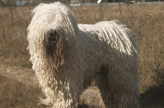 可蒙犬为什么禁养