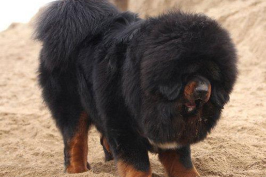 狗狗窝咳怎么办