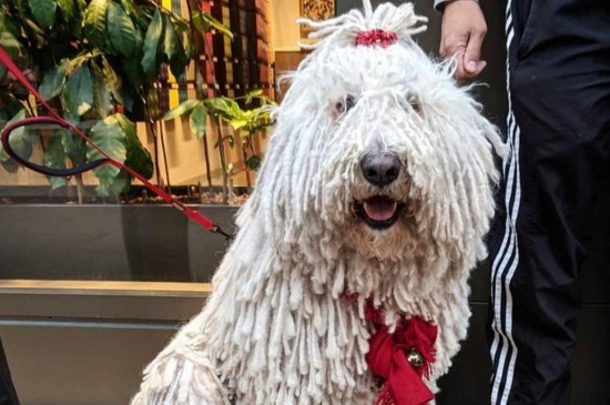 可蒙犬为什么禁养