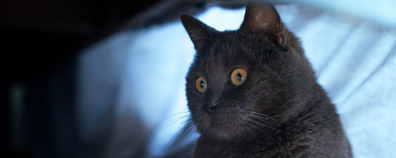 蓝猫掉毛厉害吗