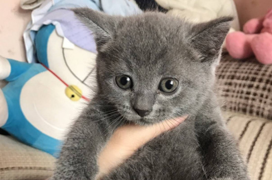 蓝猫掉毛厉害吗