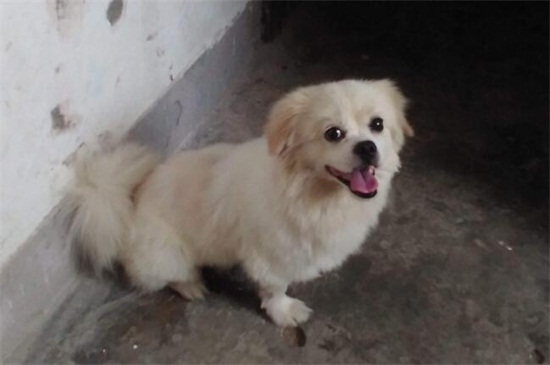 狗狗窝咳怎么办