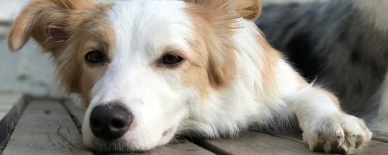 狗狗总是干呕但是不吐