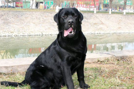 狗狗总是干呕但是不吐