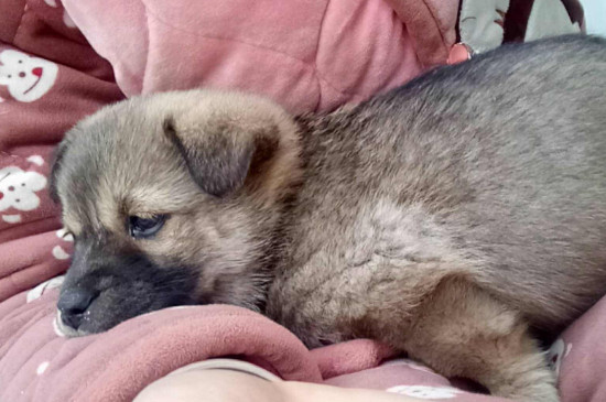 狗狗自闭症的表现形式