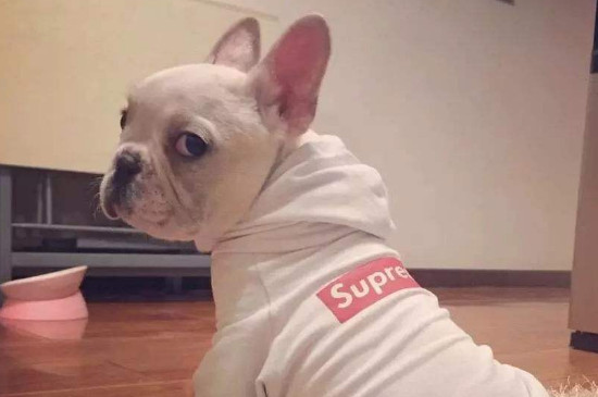 狗狗自闭症的表现形式