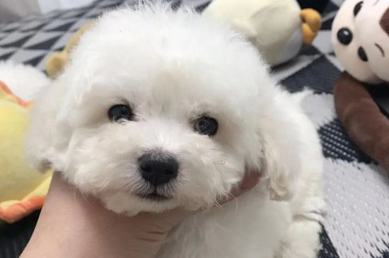 狗狗子宫发炎流血