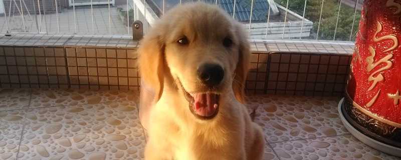 狗狗营养膏吃多了会怎样