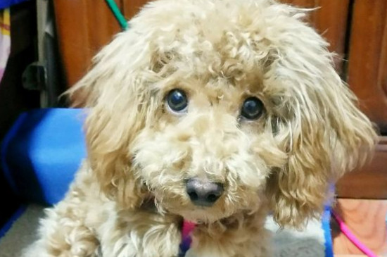 狗狗营养膏吃多了会怎样