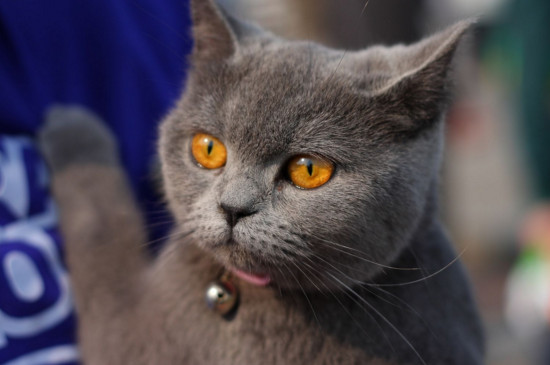 英国短毛猫好养吗,英短特别听话很好养