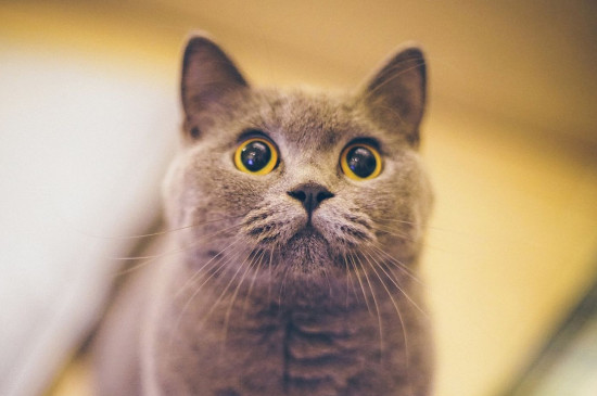 英国短毛猫好养吗,英短特别听话很好养