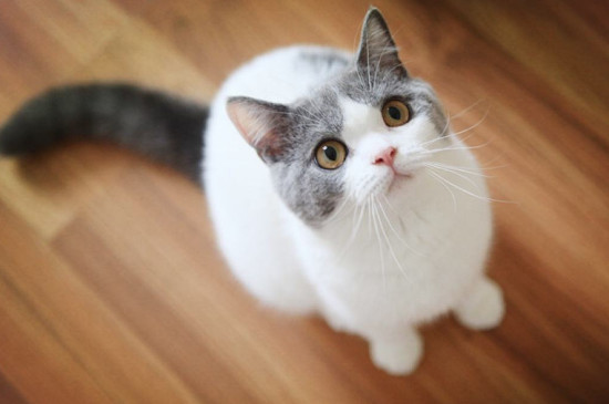 英国短毛猫好养吗,英短特别听话很好养