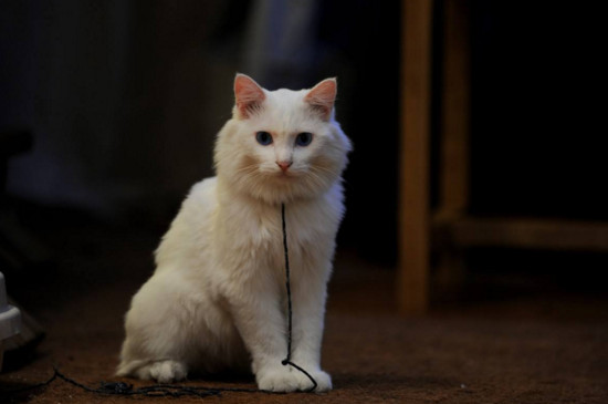被猫亲近有什么预兆,猫喜欢靠近有灵气的人