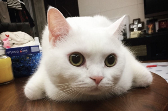 被猫亲近有什么预兆,猫喜欢靠近有灵气的人