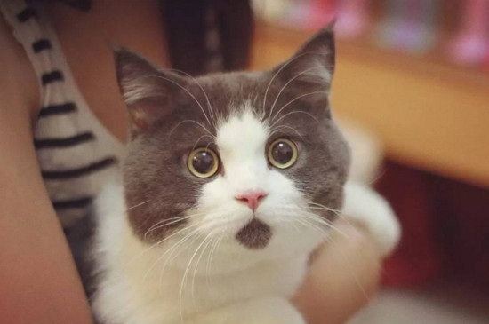 被猫亲近有什么预兆,猫喜欢靠近有灵气的人