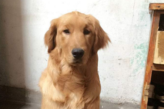 狗狗能吃柿子吗