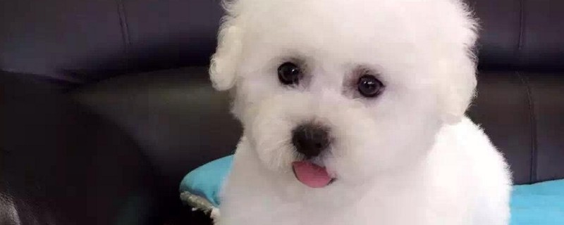 萨摩耶怎么看纯不纯