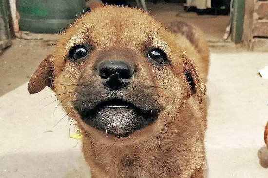 狗几个月打狂犬疫苗