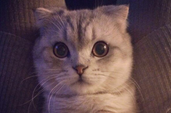 小猫主动睡你腿上,是猫咪把人当妈妈的表现