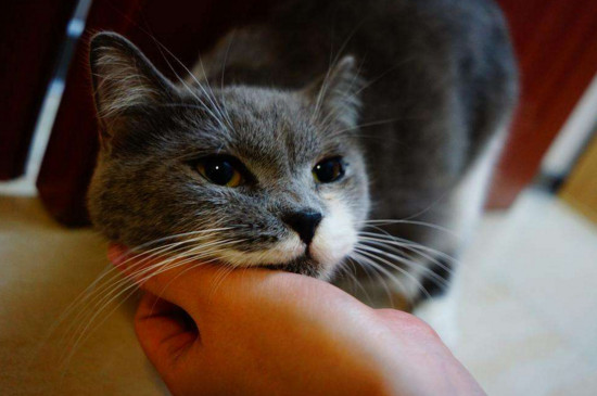 小猫主动睡你腿上,是猫咪把人当妈妈的表现