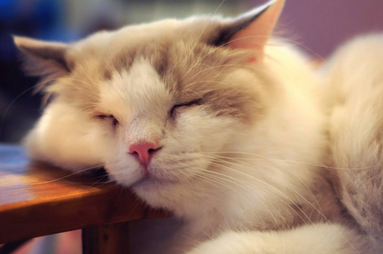 猫睡在枕头旁说明什么,猫睡觉位置和主人关系